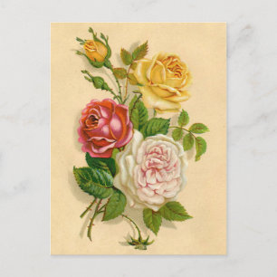 Hübsche Vintage-Rosen-Illustration Postkarte