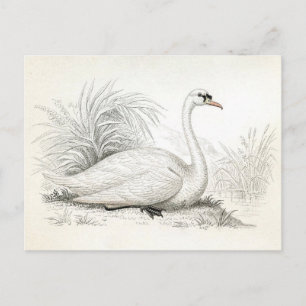 Hübsche Vintage-Schwan-Illustrations-Postkarte Postkarte