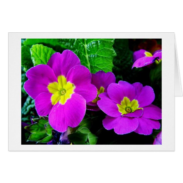 hübsche violette Blumen (Vorderseite (Horizontal))