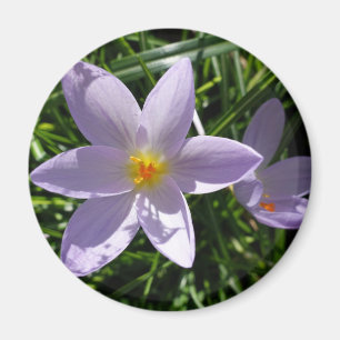 Hübsche violette Gartenblume. 美丽的紫色花 Magnet