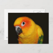 Hübsche Vogelpostkarte Postkarte (Vorne/Hinten)