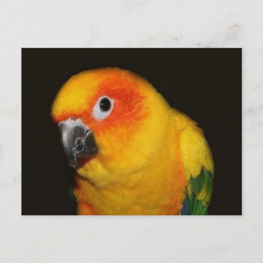 Hübsche Vogelpostkarte Postkarte (Vorderseite)