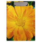 hübsche volle Blüte Sommer gelb blauen Blume. Klemmbrett (Vorderseite)