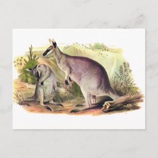 Hübsche Wallaby Postkarte