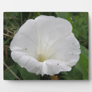 Hübsche Weiße Konvolvulus Blume Plaque Fotoplatte