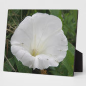Hübsche Weiße Konvolvulus Blume Plaque Fotoplatte (Seite)