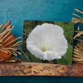 Hübsche Weiße Konvolvulus Blume Plaque Fotoplatte (Seite)