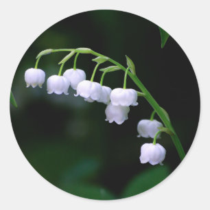 Hübsche Weiße Lilie des Valley Floral Foto Runder Aufkleber