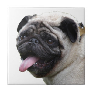 Hübsche weiße Pug-Foto-Accessoires, Namen hinzufüg Fliese