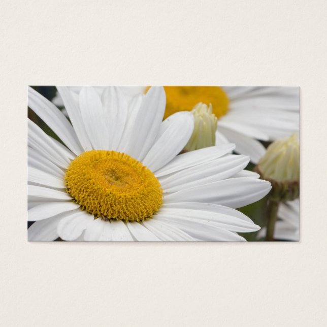 Hübsche White Daisies (Vorderseite)