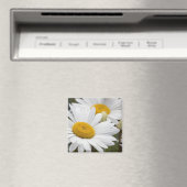 Hübsche White Daisies Magnet (In Situ (Geschirrspüler))
