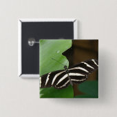 Hübsche Zebra-Langflügel-Schmetterlingschaltfläche Button (Vorne & Hinten)