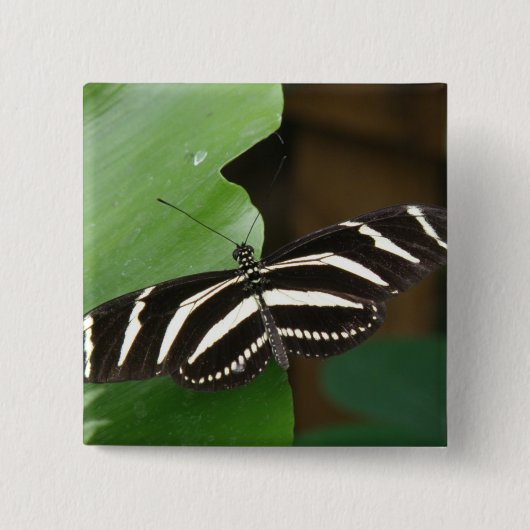 Hübsche Zebra-Langflügel-Schmetterlingschaltfläche Button (Vorderseite)
