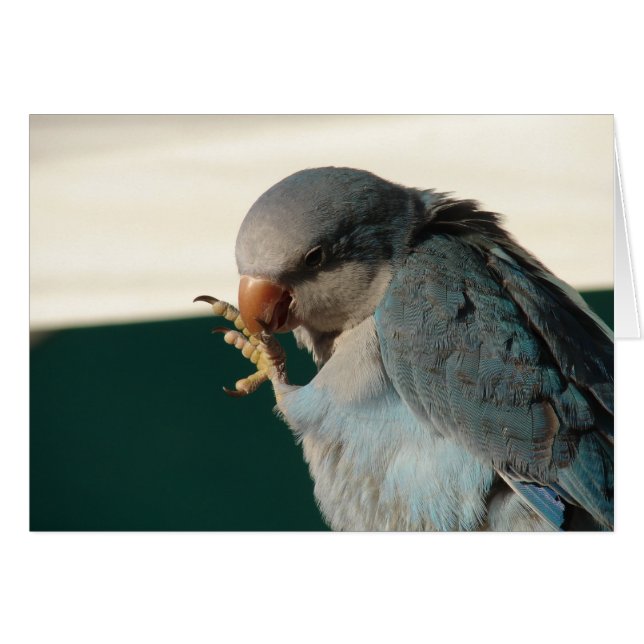 Hübscher Bird (Vorderseite (Horizontal))