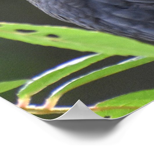 Hübscher Blackbird Poster (Ecke)