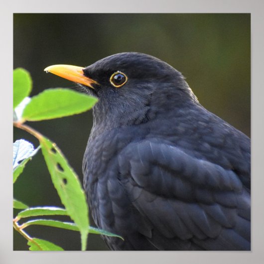 Hübscher Blackbird Poster (Vorne)
