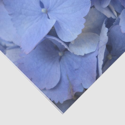 Hübscher blauer Hydrangea Seidenpapier (Ausschnitt)
