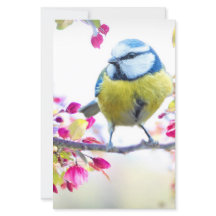 Hübscher Blauer und Gelber Bird auf einem Zweigbil