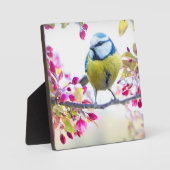 Hübscher Blauer und Gelber Bird auf einem Zweigbil Fotoplatte (Vorderseite)