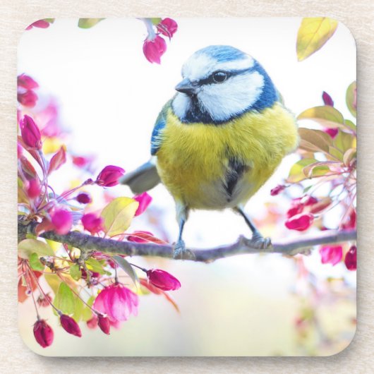 Hübscher Blauer und Gelber Bird auf einem Zweigbil Getränkeuntersetzer (Vorderseite)