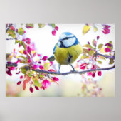 Hübscher Blauer und Gelber Bird auf einem Zweigbil Poster (Vorne)