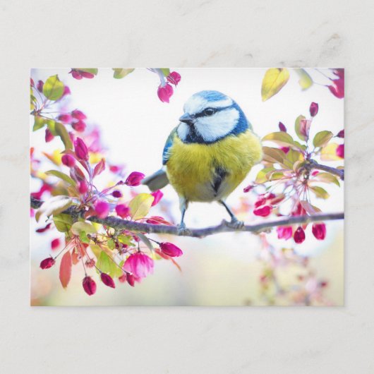 Hübscher Blauer und Gelber Bird auf einem Zweigbil Postkarte (Vorderseite)