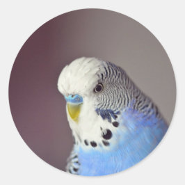 Hübscher Blue Budgie Foto Classic Round Sticker