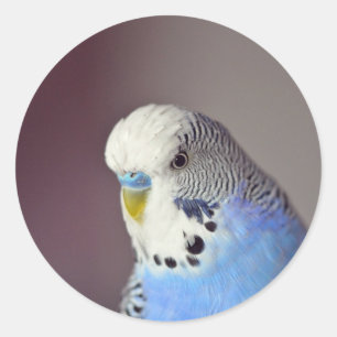 Hübscher Blue Budgie Foto Classic Round Sticker