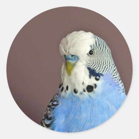 Hübscher Blue Parakeet Foto Classic Round Sticker (Vorderseite)