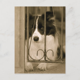 Hübscher Border Collie Hund Postkarte