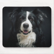 Hübscher Border Collie