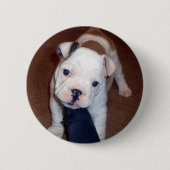 Hübscher Bulldogge Pinback Knopf Button (Vorderseite)