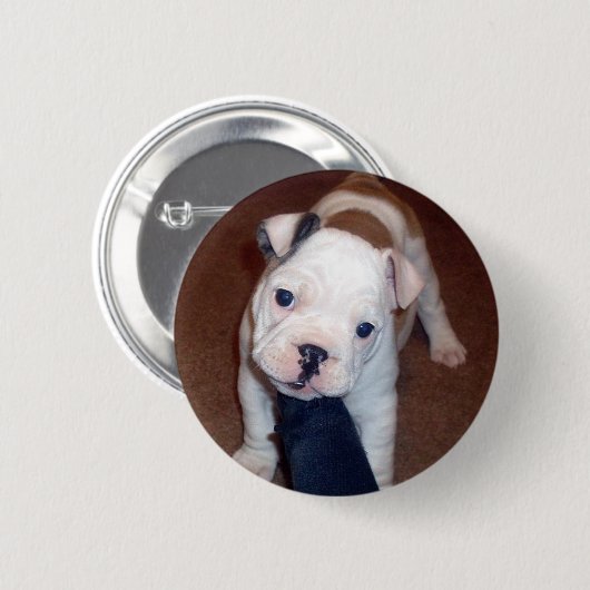 Hübscher Bulldogge Pinback Knopf Button (Vorne & Hinten)