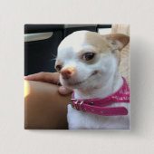 Hübscher Chihuahua Dog Meme Button Button (Vorderseite)