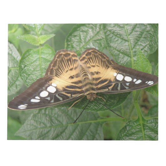 Hübscher Clipper-Butterfly-Editor Notizblock (Vorderseite)