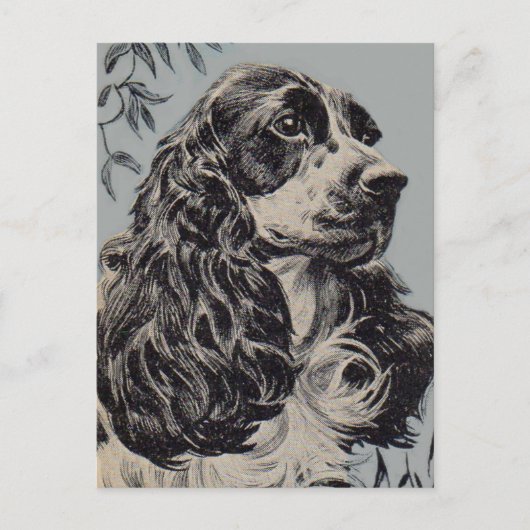 hübscher Cocker Spaniel Postkarte (Vorderseite)