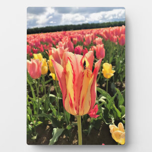 Hübscher Frühlingsstift, Oregon Fotoplatte