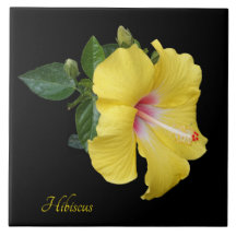 Hübscher gelber Hibiskus auf schwarz