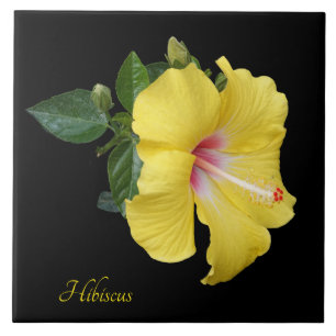 Hübscher gelber Hibiskus auf schwarz Fliese