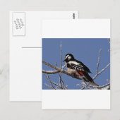 Hübscher gepunkteter Spechte Postkarte (Vorne/Hinten)