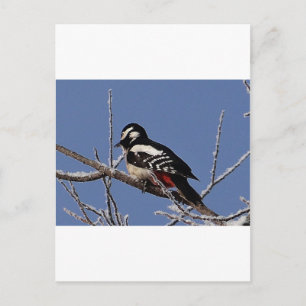 Hübscher gepunkteter Spechte Postkarte