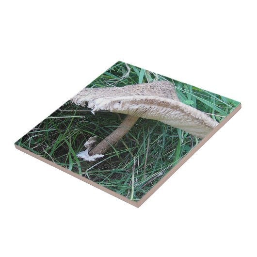 Hübscher großer Pilz Fliese (Seite)
