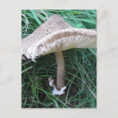 Hübscher großer Pilz Postkarte (Vorderseite)