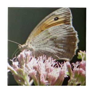 Hübscher Großschmetterling Fliese