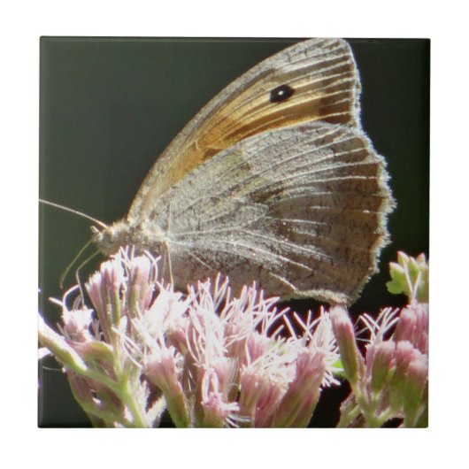 Hübscher Großschmetterling Fliese (Vorderseite)