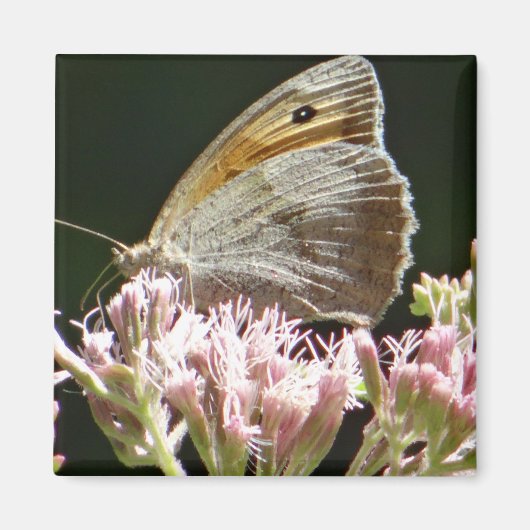 Hübscher Großschmetterling Magnet (Vorne)