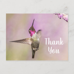 Hübscher Hummingbird, der Ihnen dankt Postkarte