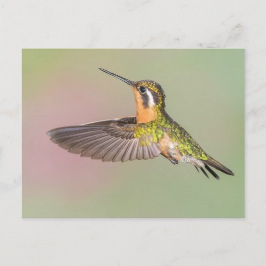 Hübscher Hummingbird Postkarte (Vorderseite)