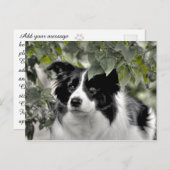 Hübscher Hund in Grünwald Postkarte (Vorne/Hinten)