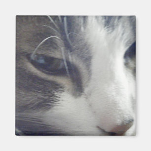 Hübscher Kitty Magnet